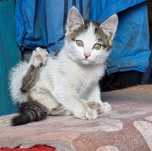 Котёнок даром в добрые руки