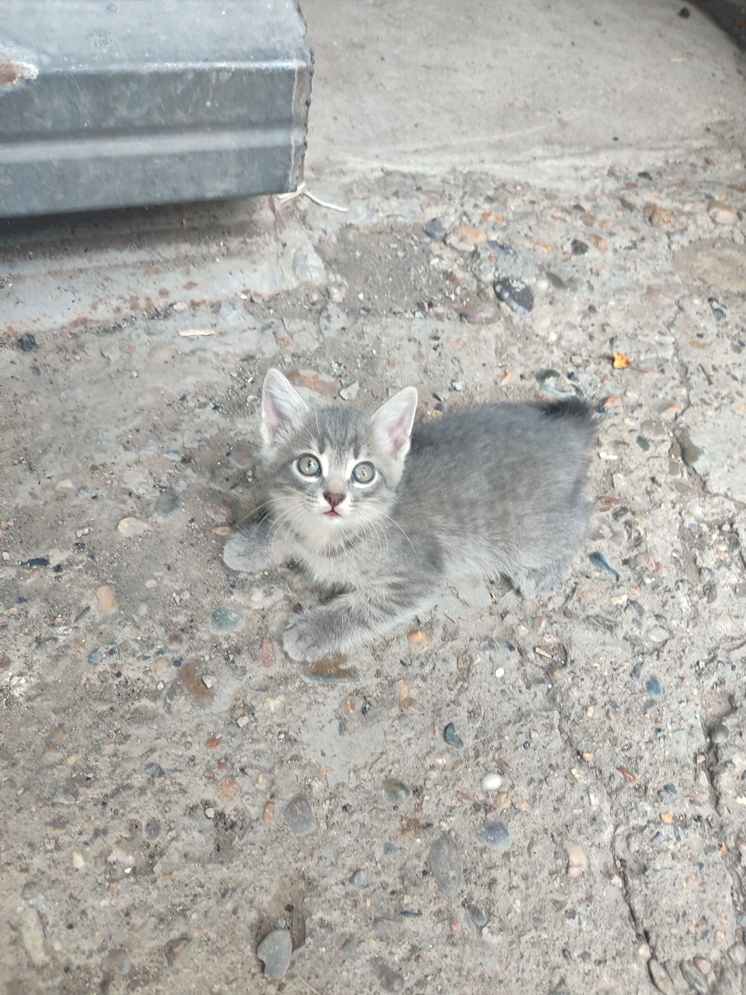 Отдам котят в хорошие руки