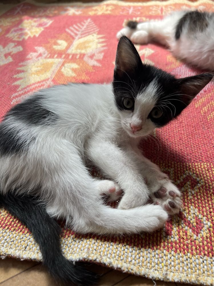 Котенок ищет любящий дом