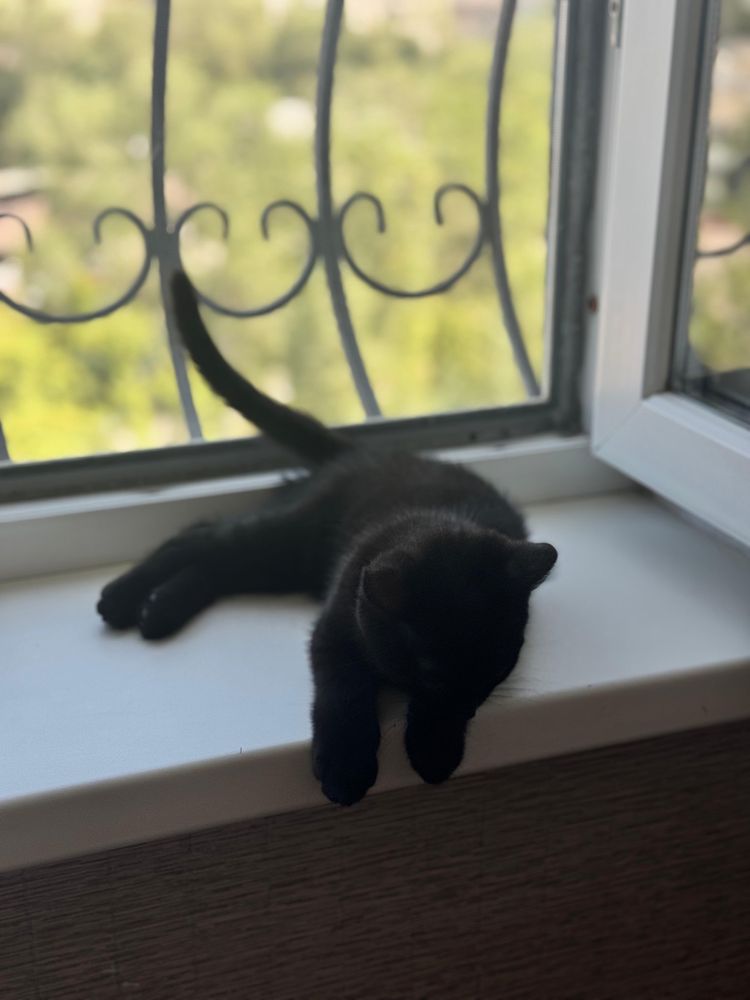 Котенка в хорошие руки