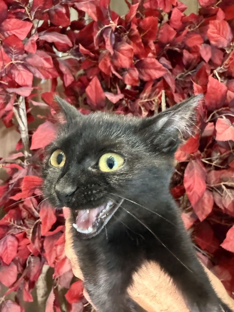 Ласковый котенок, 3 месяца