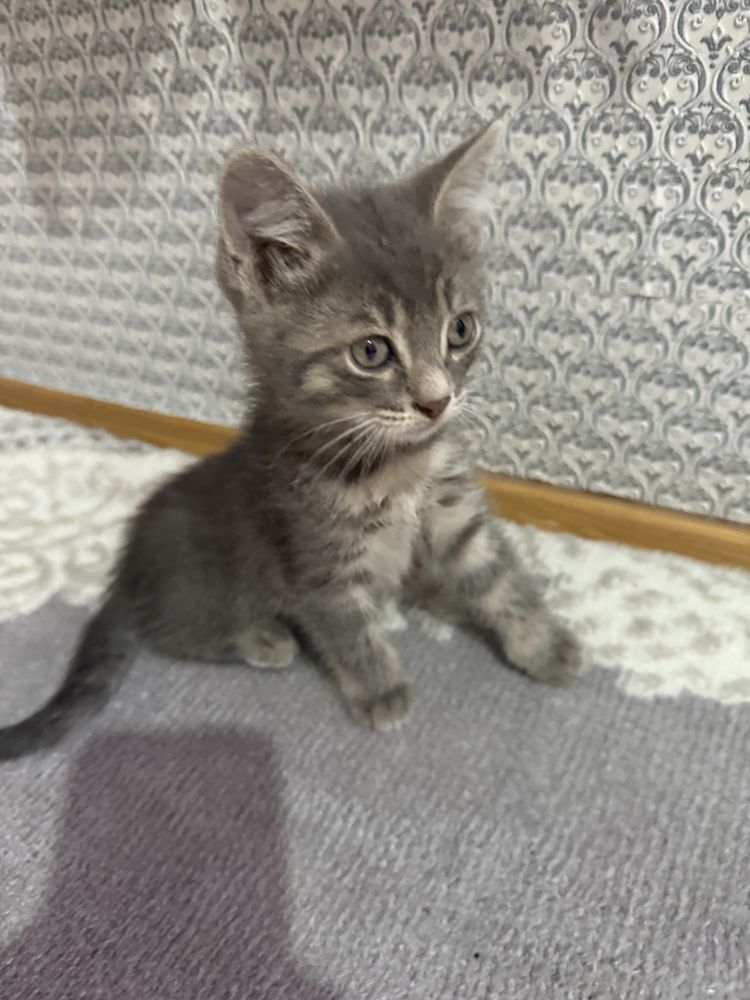3 котенка, возраст 2 месяца. Отдам  в добрые руки