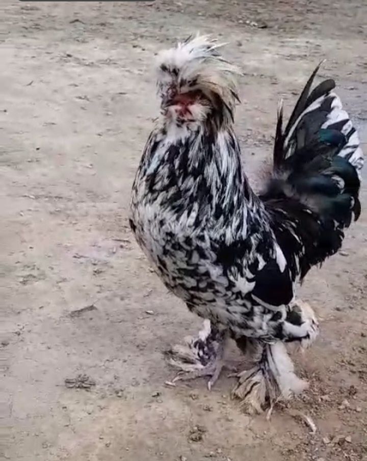 Үшеуіне 45 мың теңге