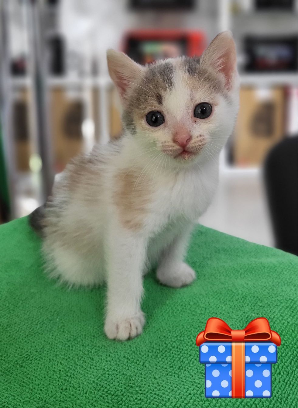Котёнок в надежные руки.