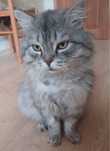 Кот джентельмен ищет семью