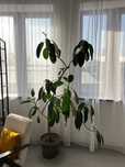 Продам Фикус 180 см
