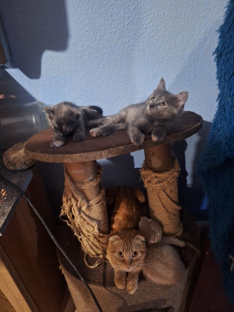 Продаются шотландские котята