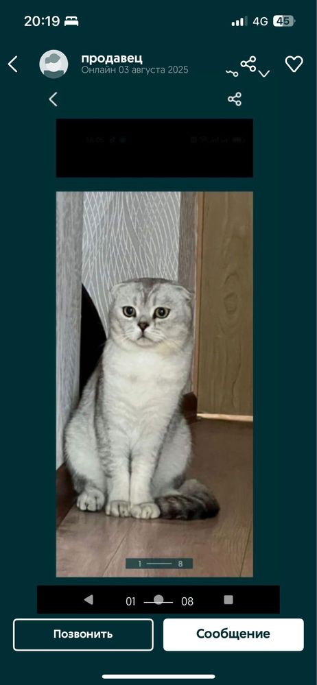 резерв котят, скоттиш фолд