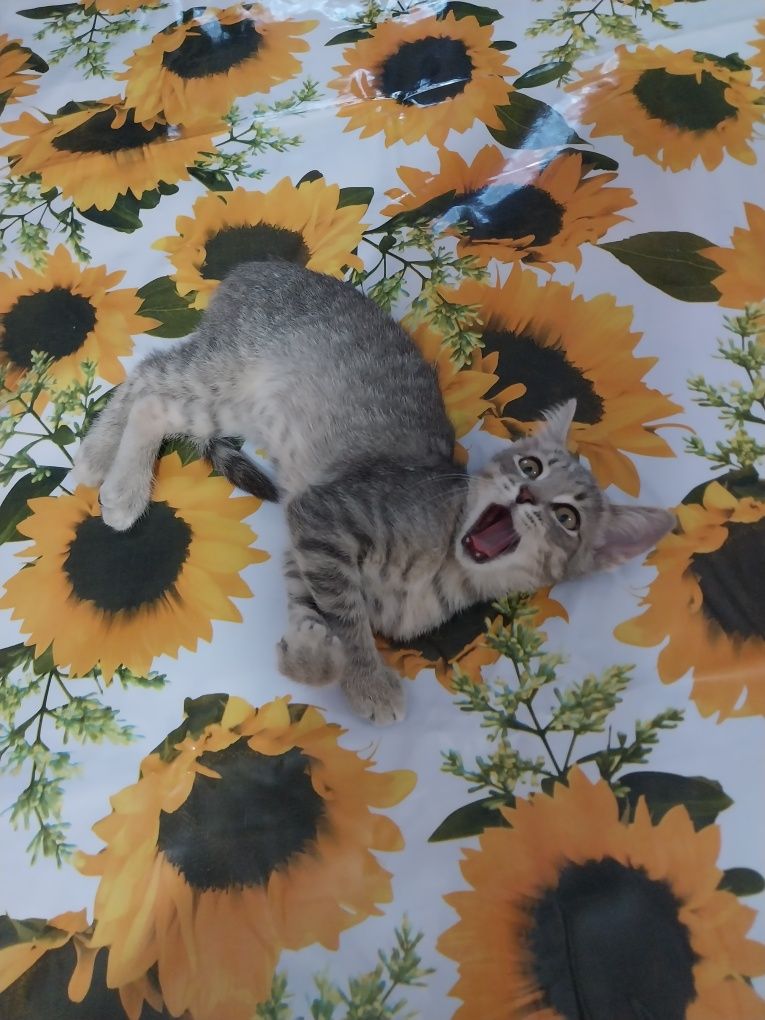 Котенок малыш мальчик