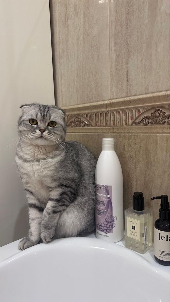 Скоттиш фолд красавец Ричи