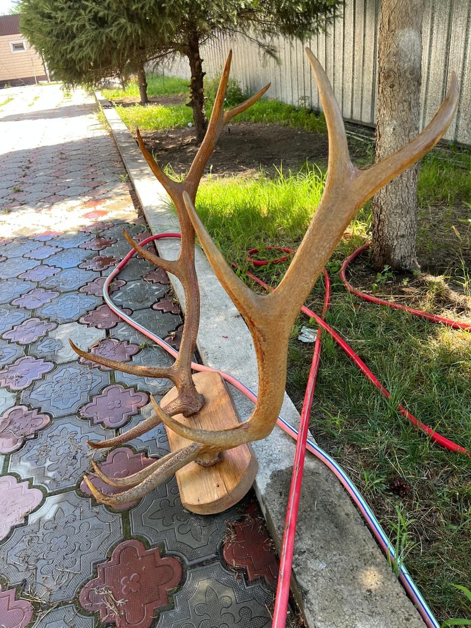 Продам рога оленя.