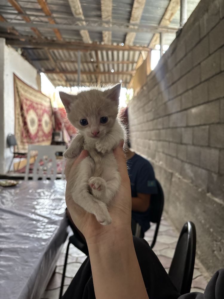 Кошка новорожденная