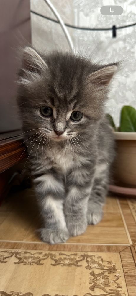 Котенок девочка 1 месяц