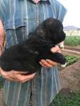 Продам щенка кавказская овчарка