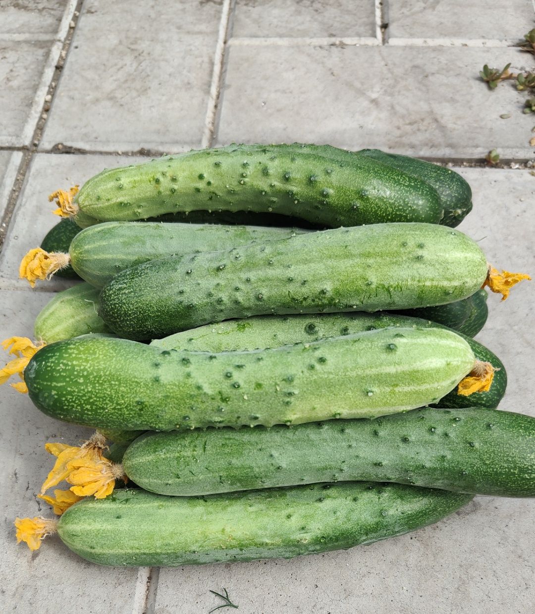 Продам огурцы домашние тепличные. Очень хрустящие вкусные. Сладкие.