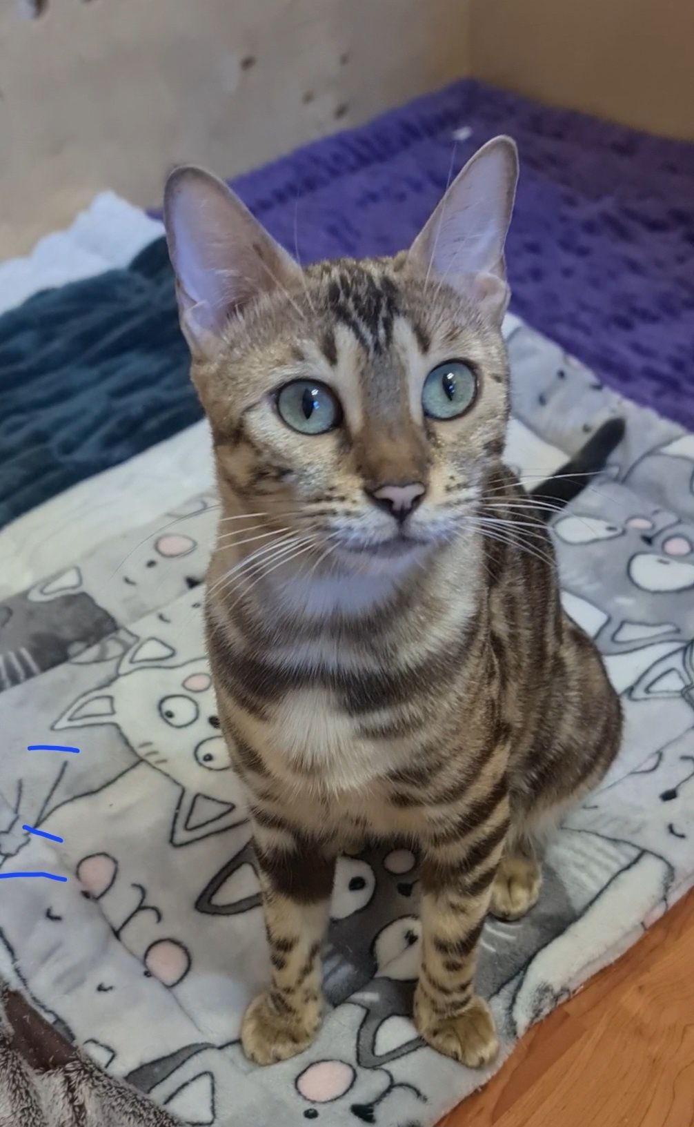 Бенгалы шоу класса