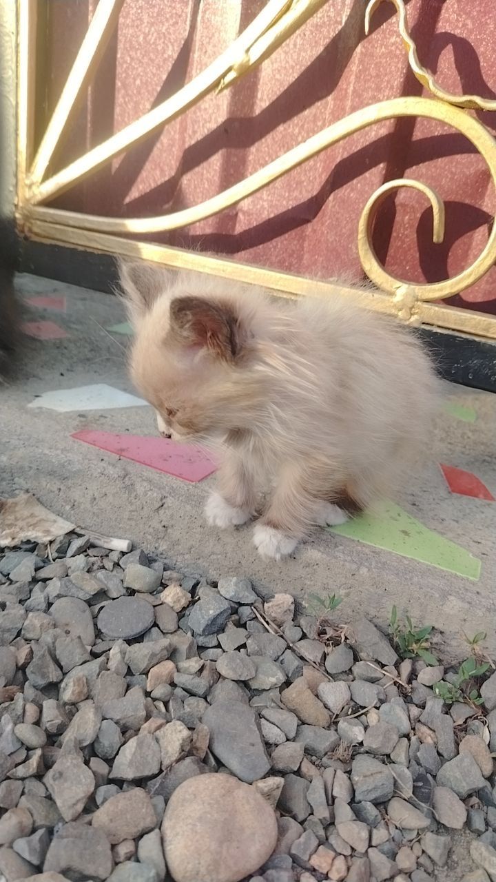 Продам котят, 1девочка 1 мальчик