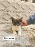 В добрые руки котики и кошечки