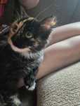 Котёнок отдам в хорошие руки