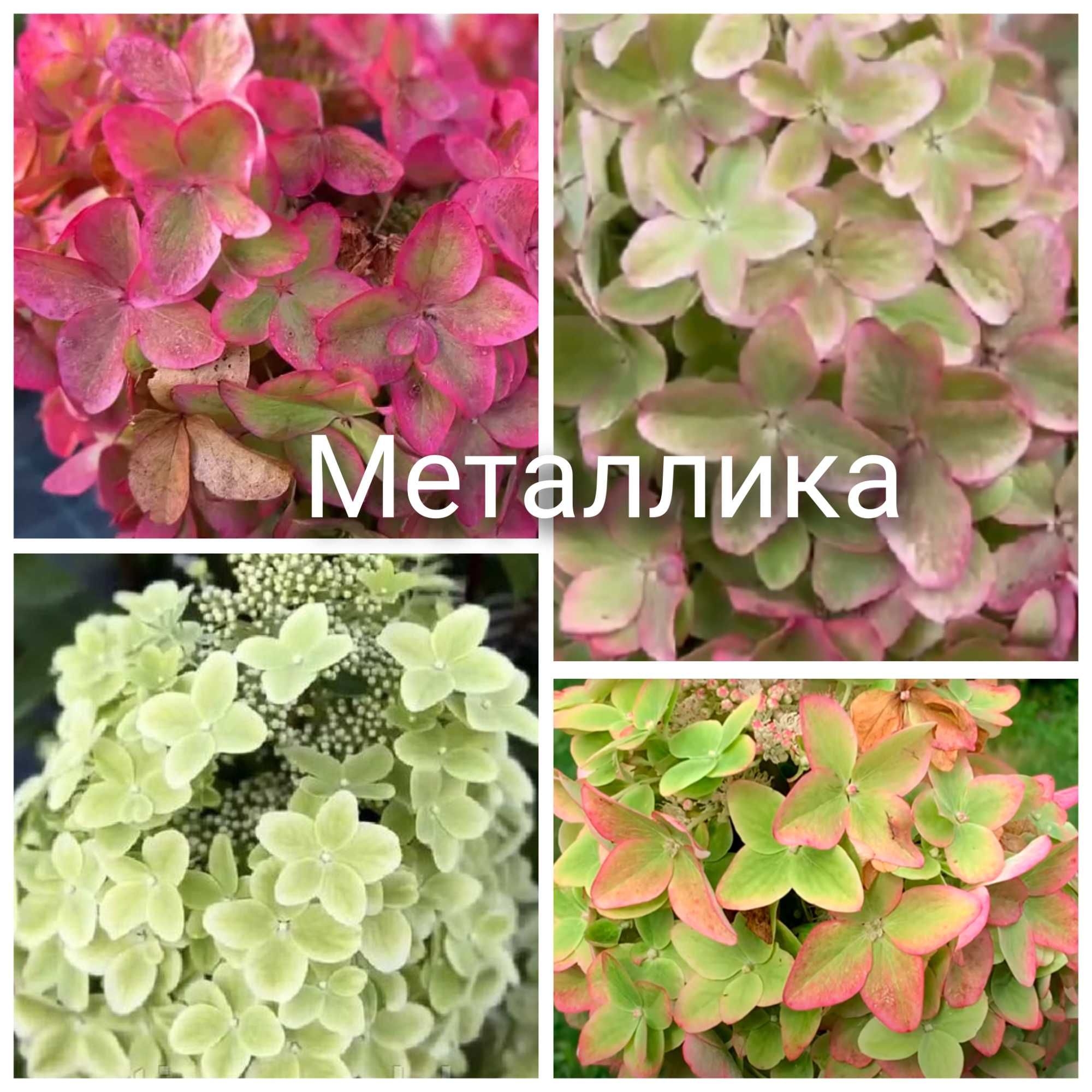 Самарская Лидия гортензия метельчатая зимостойкая
