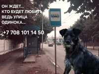 Ищем заботливых и надёжных хозяев