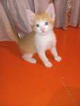 Котёнок самец бесплатно хорошие руки