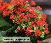 Каланхое розовый и красный.  Цена - 300 тг.