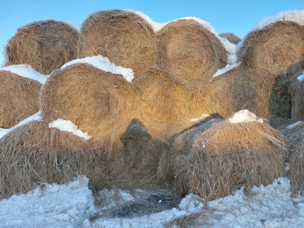 Продам сено