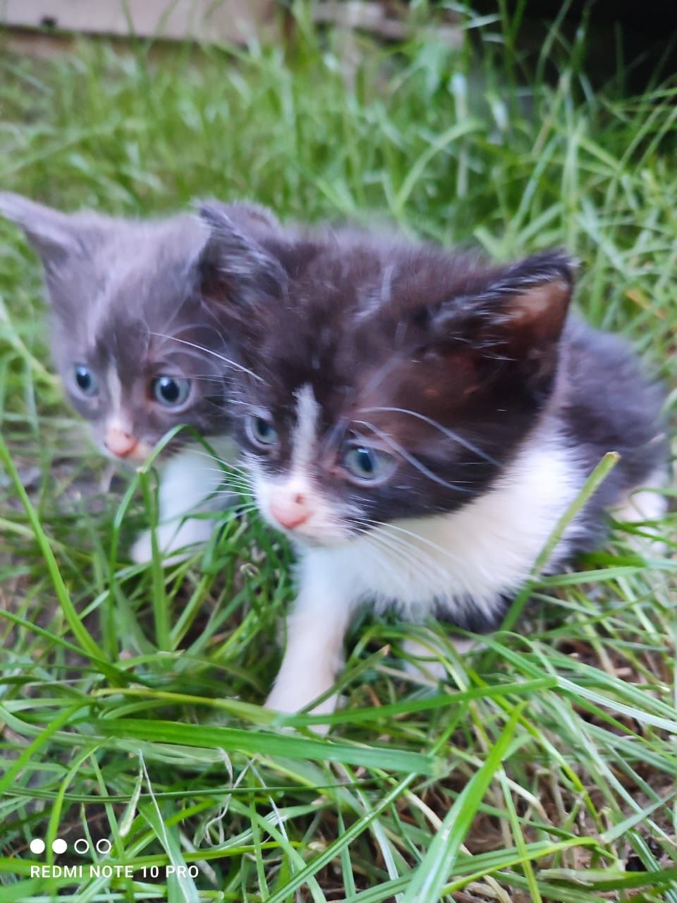 Отдам котят в добрые руки
