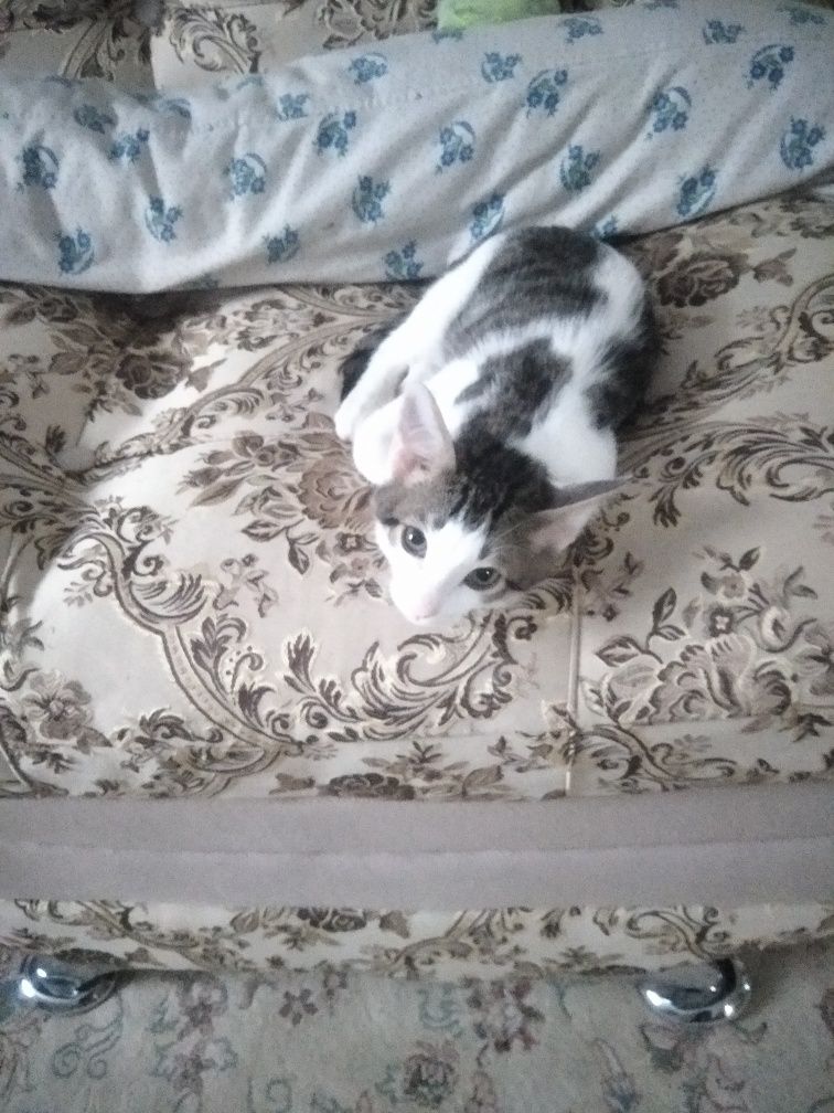 Кошки отдам в хорошие руки