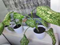 Продам укоренённую диффинбахию по договорной цене , есть несколько вар