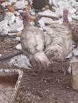 Продам индюков самцы