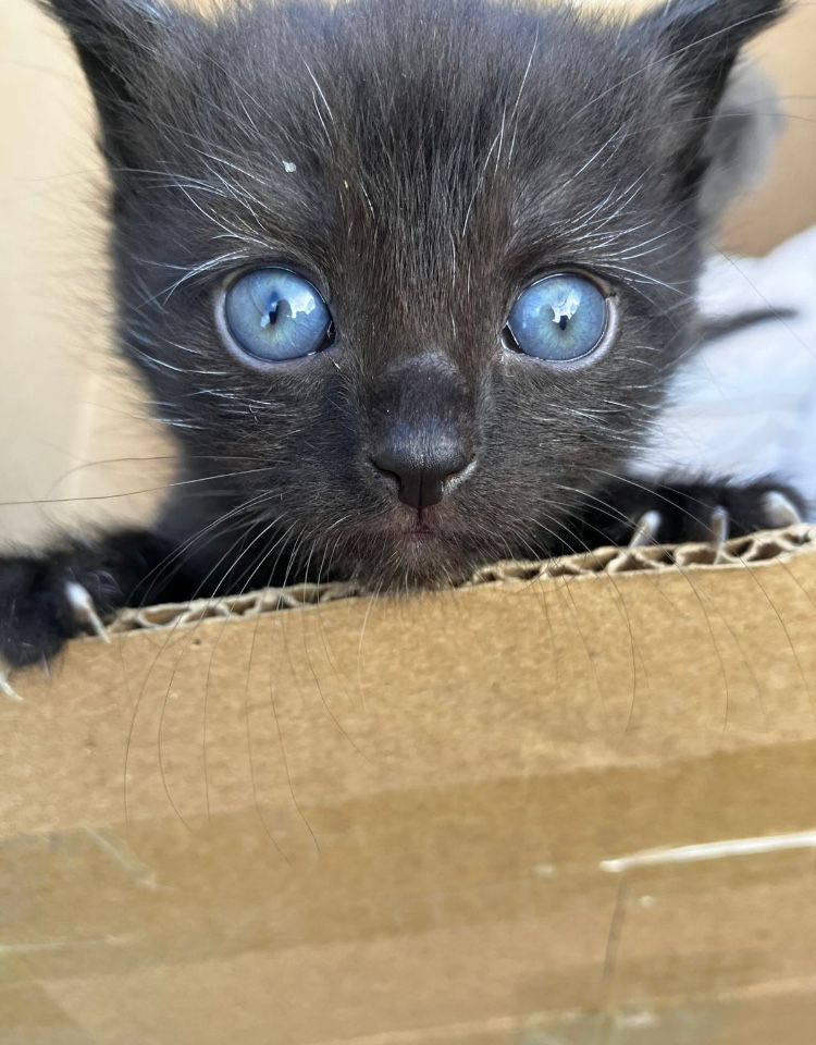Котята 2 месяцев