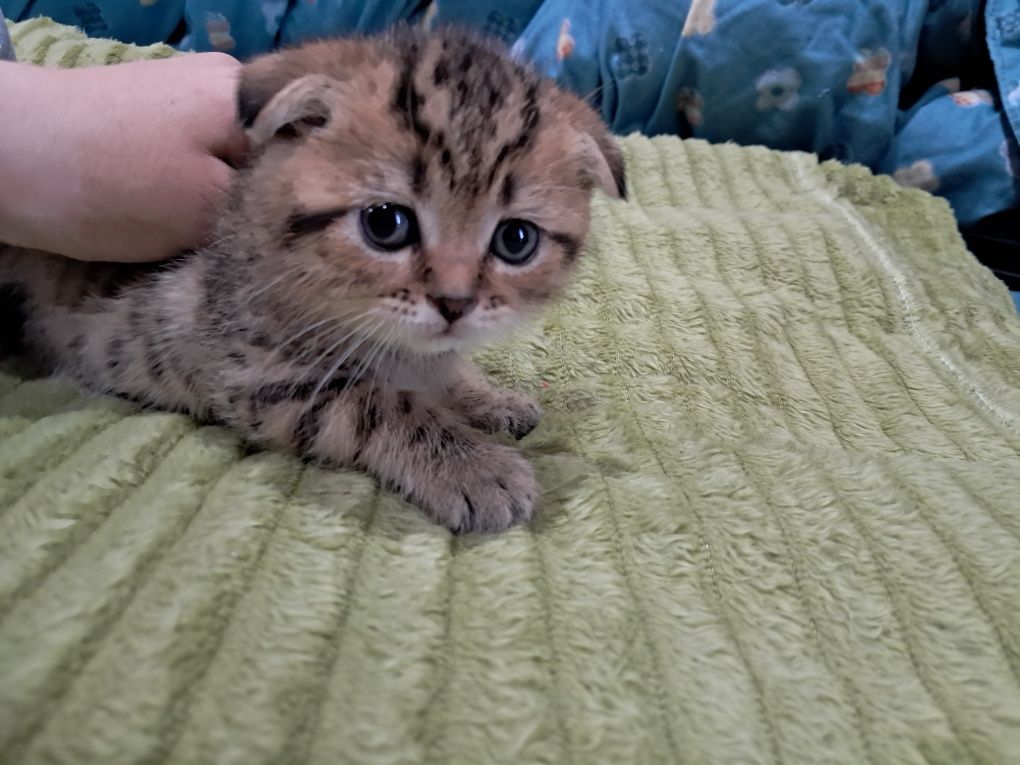 Продам вислоухих котят! Кушают уже сами, приучены к лотку