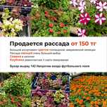 Рассада овощей и цветов