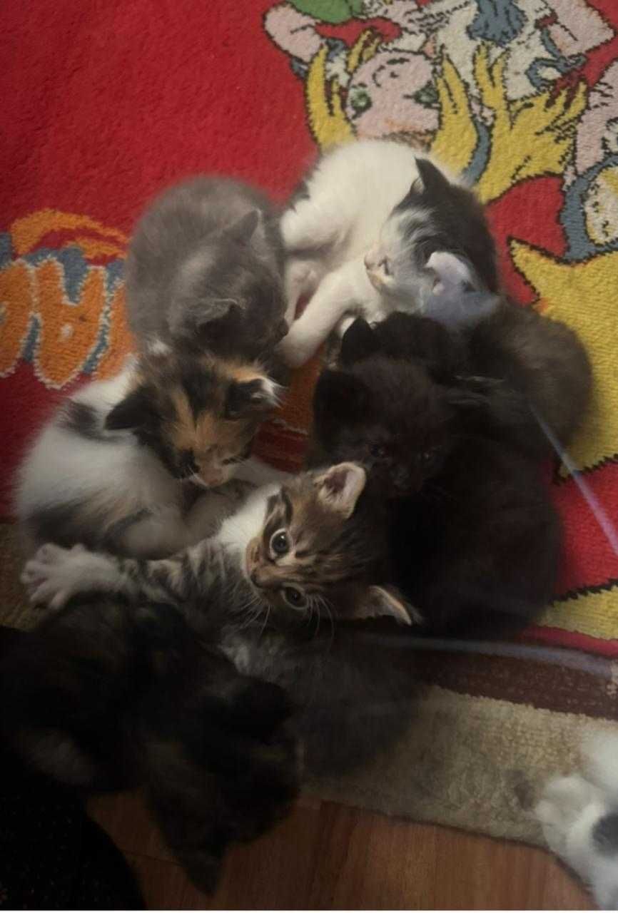 Отдам котят бесплатно