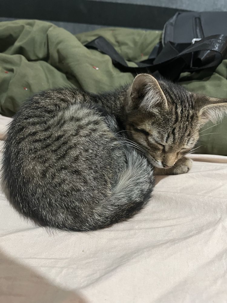 Котенок бесплатно