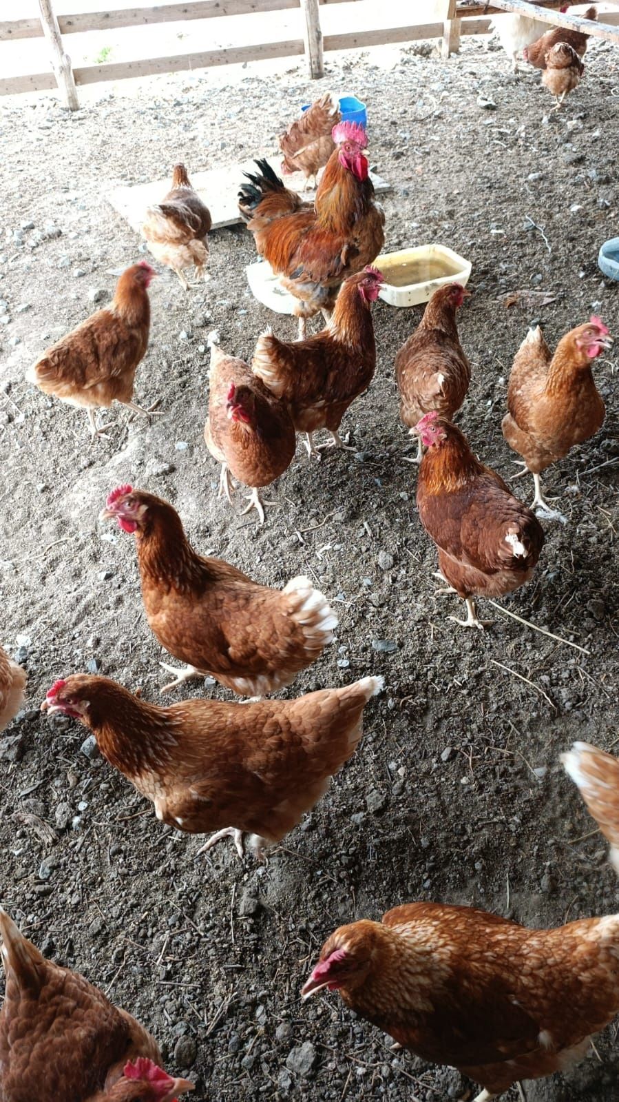 Домашние куриные яйца