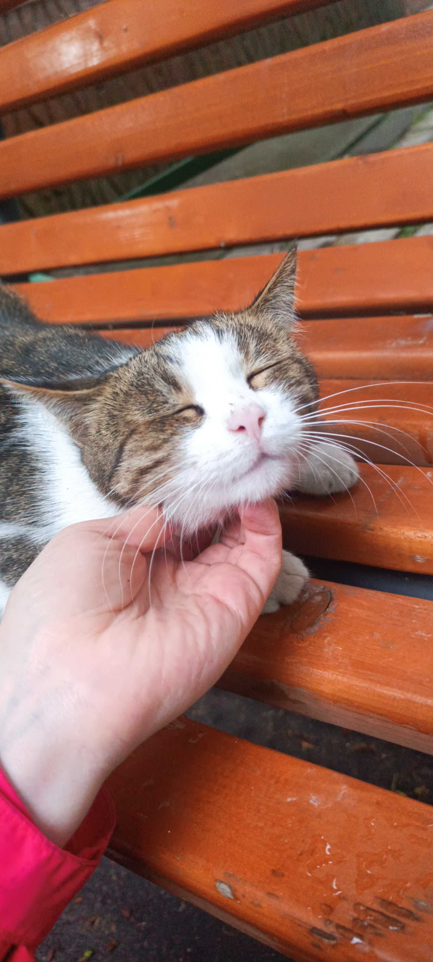 Нашлась кошка! Пришла недавно! Ауэзовский район