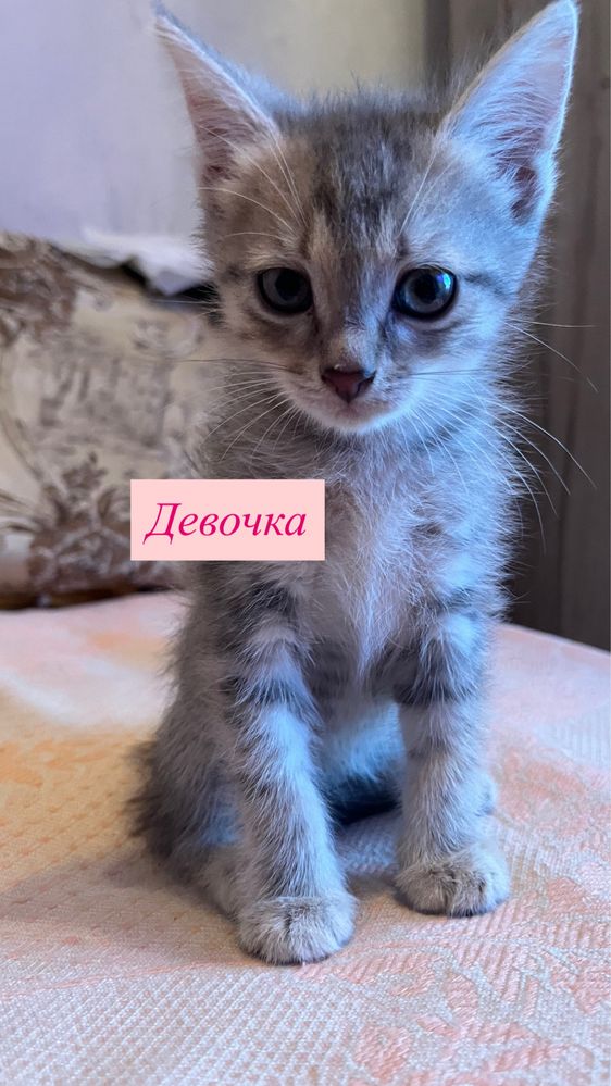 Отдадим в хорошие руки!