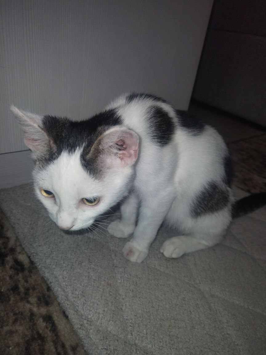 Котята бесплатно