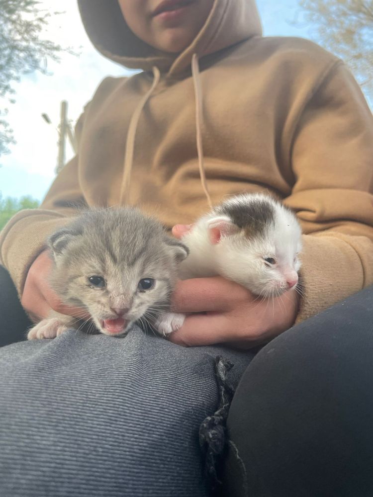 Катята и если нужно то и кошка