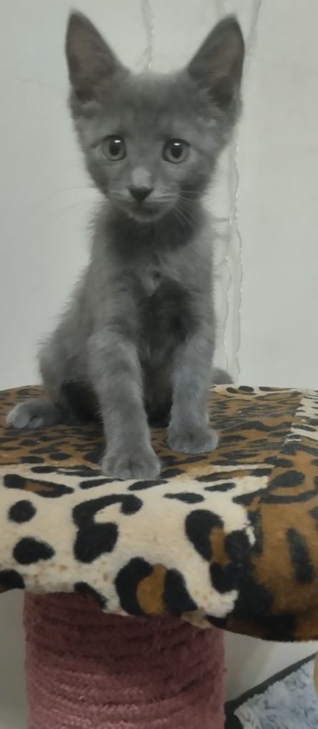 Отдаём котят в добрые руки