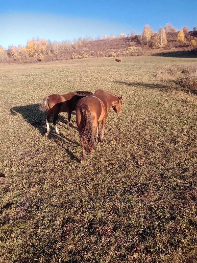 Бие 5жасар. Кобыла 5лет. КУЛЫНСЫЗ. БЕЗ ЖЕРЕБЕНКА.