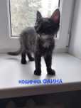 Котята домашние возраст 2месяца