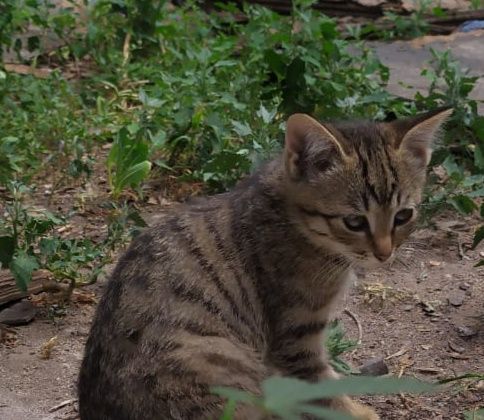 Отдам котенка в добрые руки