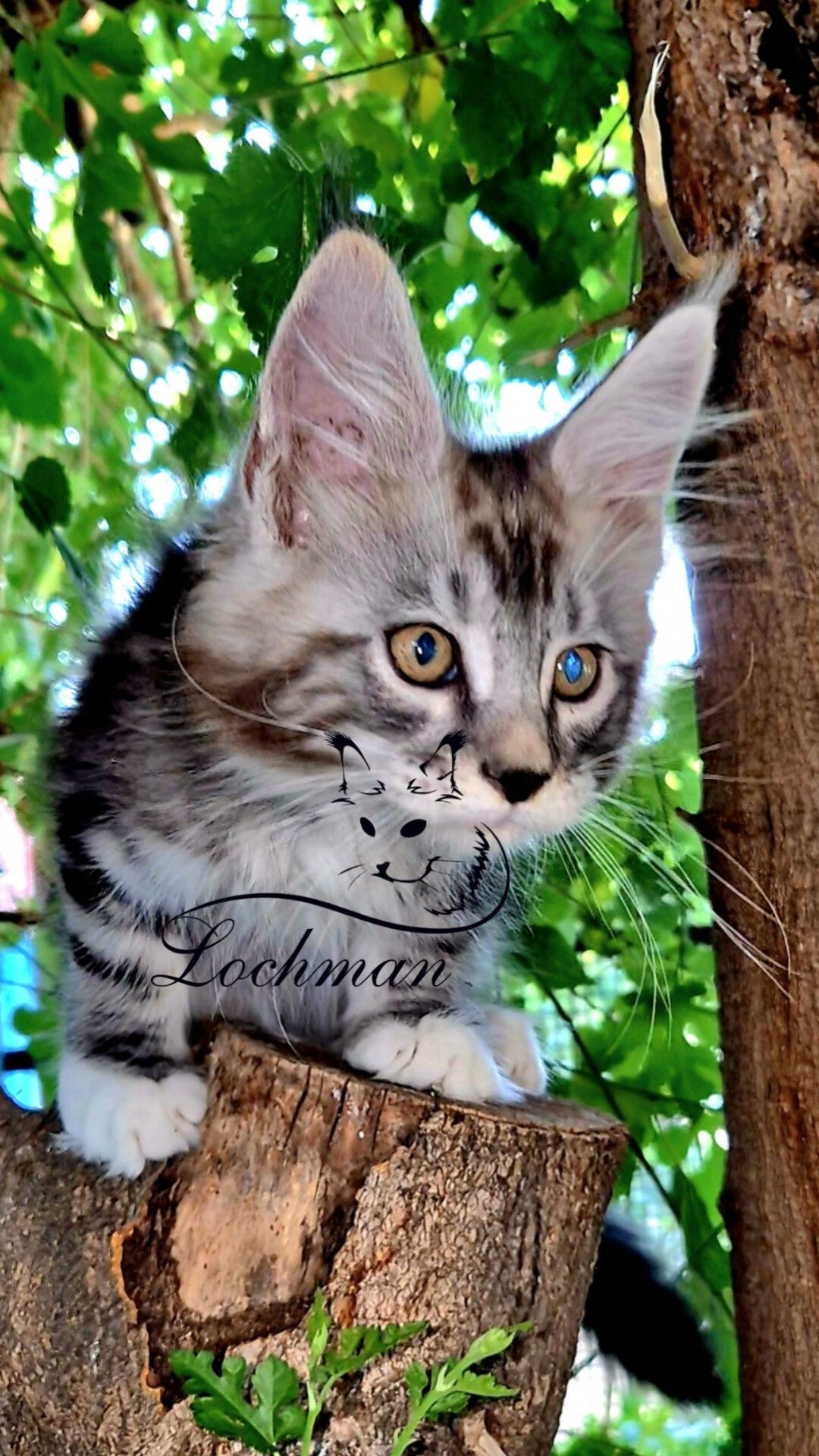 Мейнкун котята,доставка