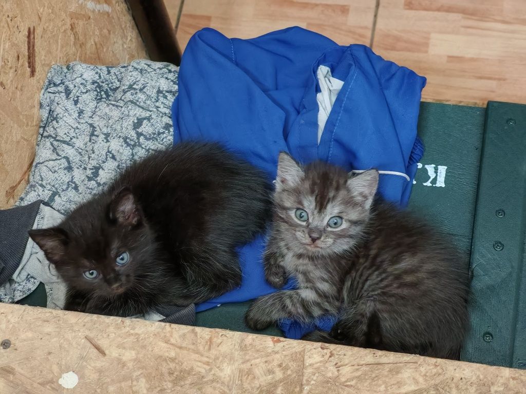 Отдам котят в добрые руки