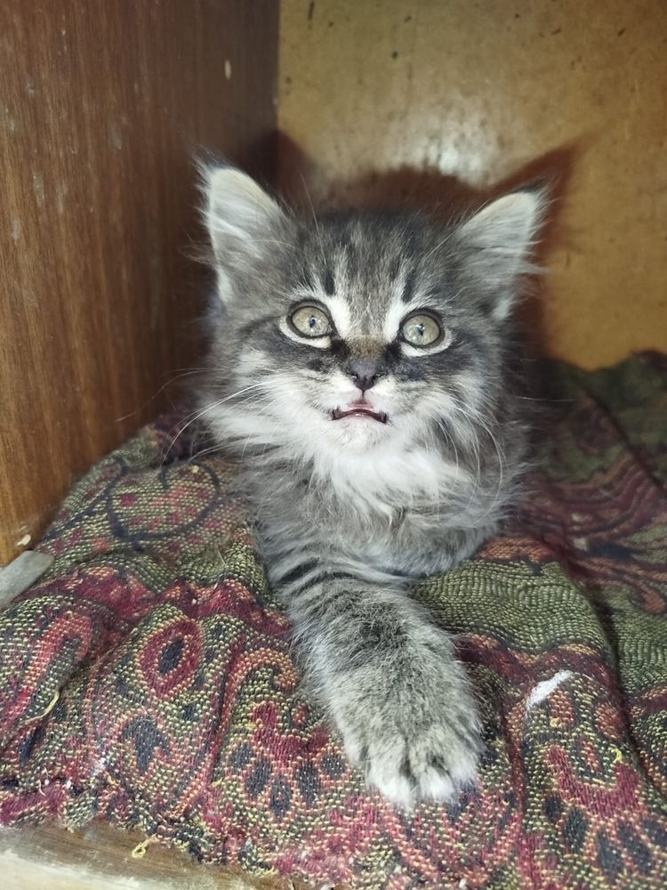 Отдам котенка  в хорошие руки
