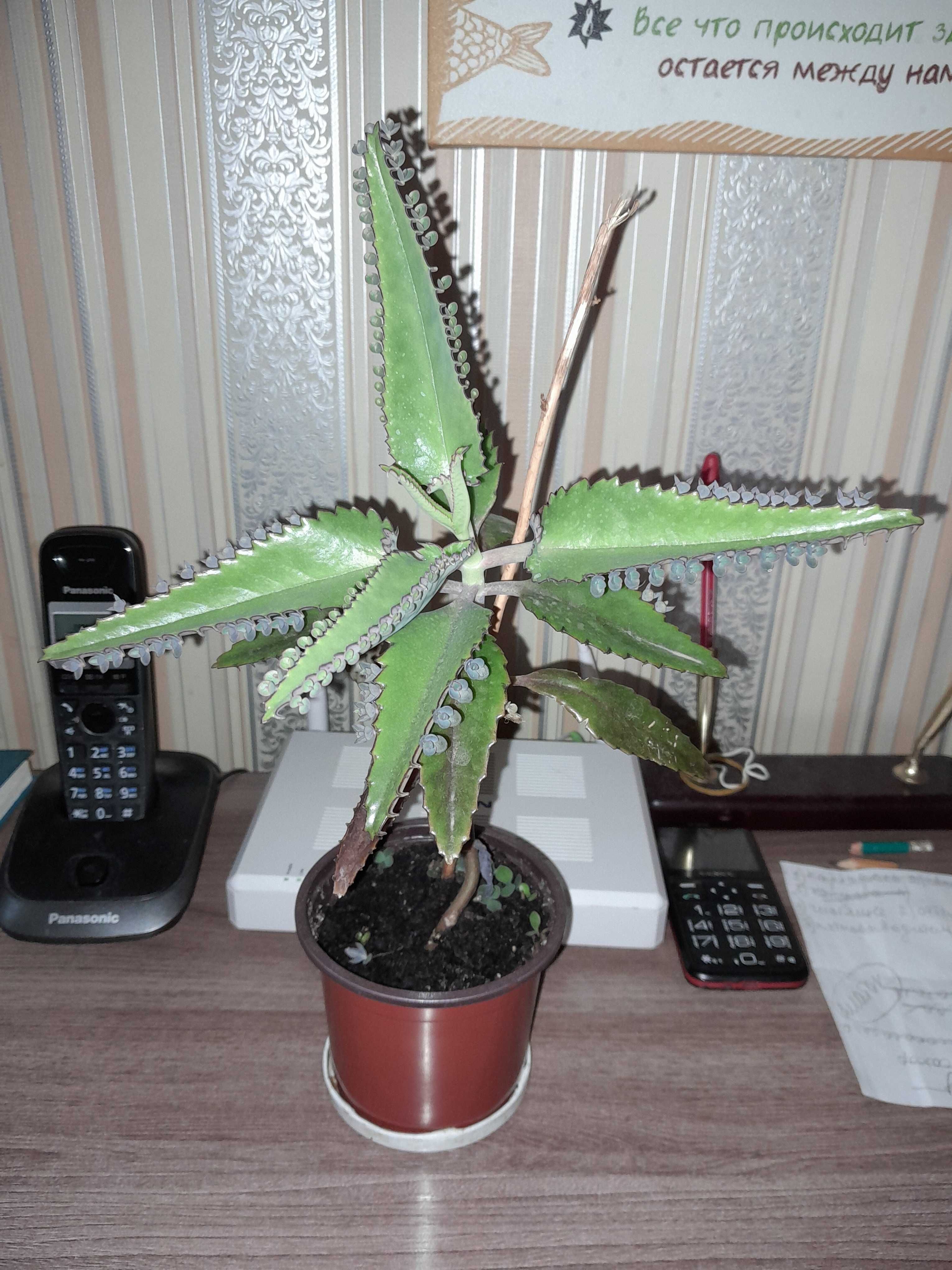 Каланхоэ лечебное продам